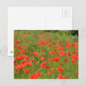 Rote Pflaumen im Feld Postkarte (Vorne/Hinten)