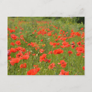 Rote Pflaumen im Feld Postkarte