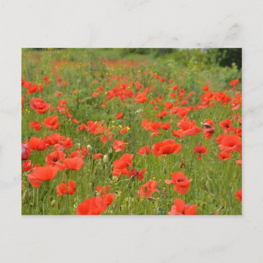 Rote Pflaumen im Feld Postkarte (Vorderseite)