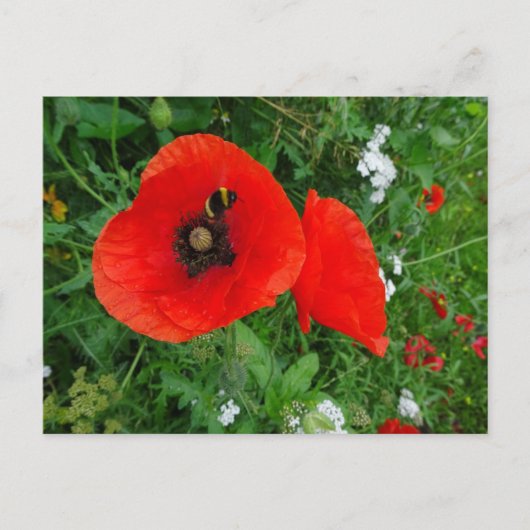Rote Pflaumen mit Bienenunterricht Postkarte (Vorderseite)