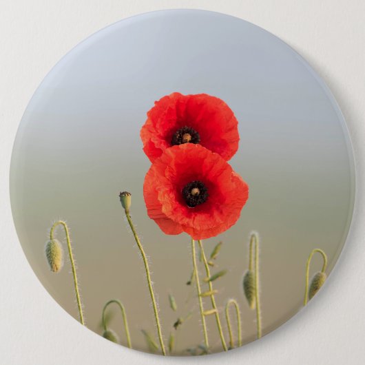 Rote Pflücke im Morgenlicht Button (Vorderseite)