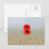 Rote Pflücke im Morgenlicht Postkarte (Vorne/Hinten)