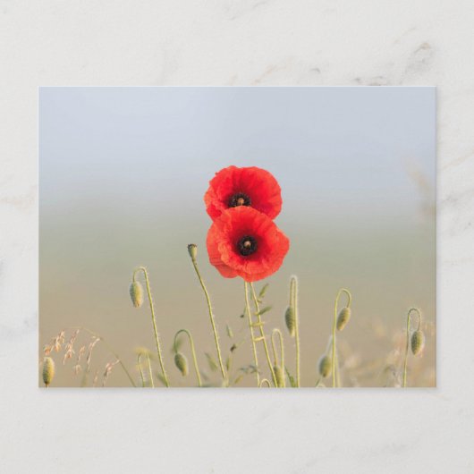 Rote Pflücke im Morgenlicht Postkarte (Vorderseite)