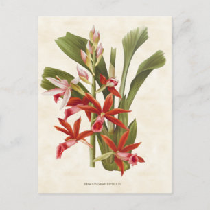 Rote Phaius-Orchidee Vintage-Botanik Postkarte