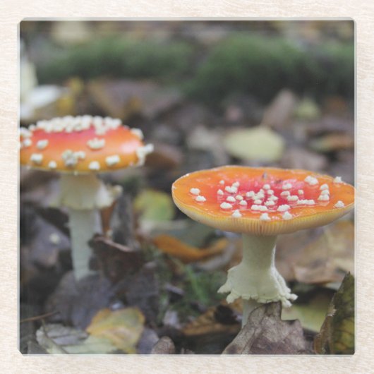 Rote Pilze Glasuntersetzer (Vorderseite)