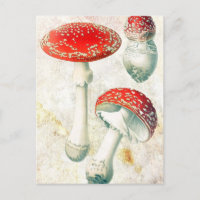 Rote Pilze murel verblassten beängstigenden Hinter