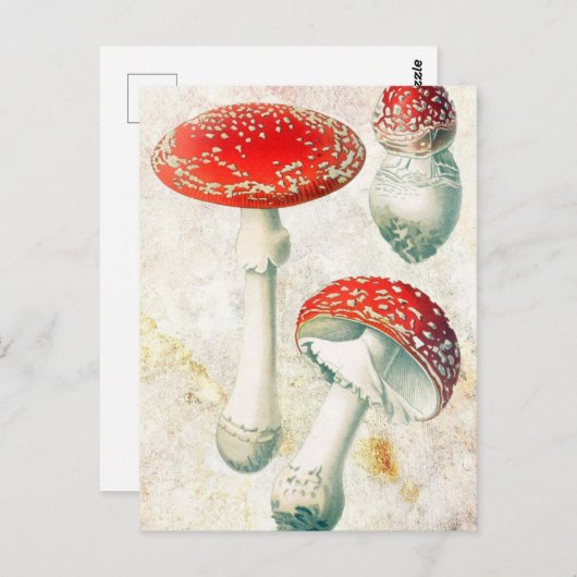 Rote Pilze murel verblassten beängstigenden Hinter Postkarte (Vorne/Hinten)