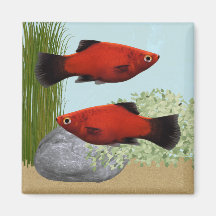 Rote Platies-Tropenfische Natur-Aquarium-Magnet