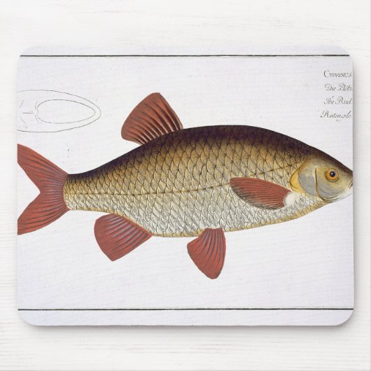 Rote Platte I des Karpfens (Cyprinus Mousepad (Vorne)