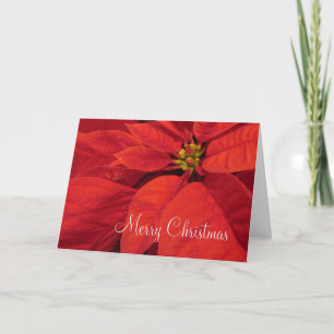 Rote Poinsetta Weihnachtskarte Feiertagskarte