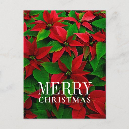 Rote Poinsettia Blume Feiertagspostkarte (Vorderseite)