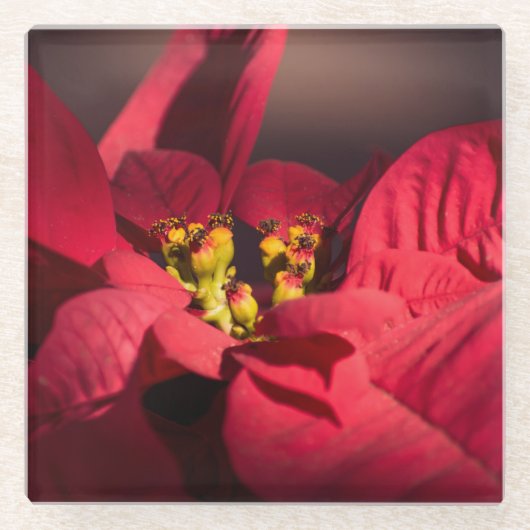 Rote Poinsettia Weihnachtsstern-Blume Glasuntersetzer (Vorderseite)