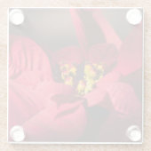 Rote Poinsettia Weihnachtsstern-Blume Glasuntersetzer (Rückseite)