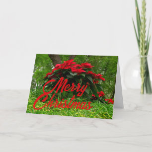 Rote Poinsettie Feiertagskarte