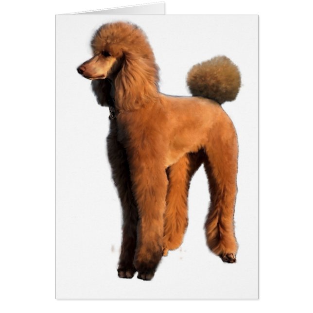 Rote Poodle (Vorne)