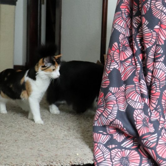 Rote Popies Rote Blume Mohn Blume Sommergarten Sherpadecke