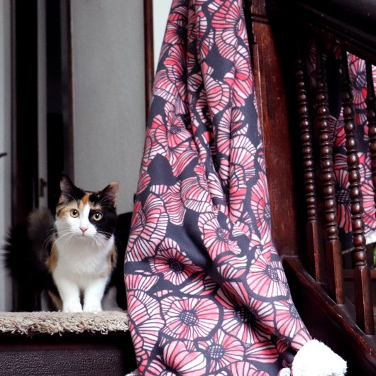 Rote Popies Rote Blume Mohn Blume Sommergarten Sherpadecke