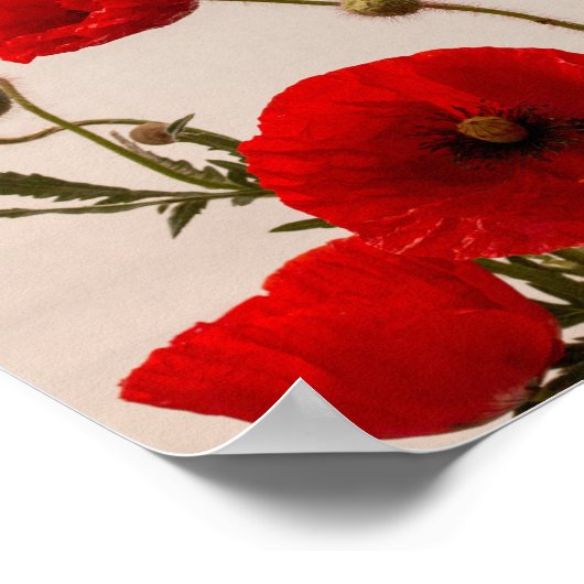 Rote Poppione Poster (Ecke)