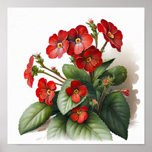 Rote Primrose Blume Art Print Poster