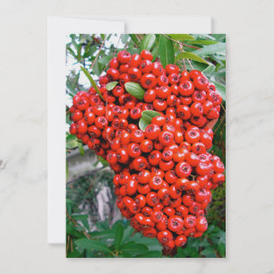 Rote Pyracantha-Beeren Dankeskarte