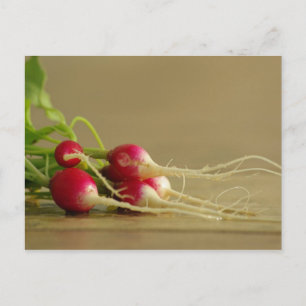 Rote Radieschen Postcard Postkarte