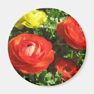 Rote Ranunculus-Blume Magnet
