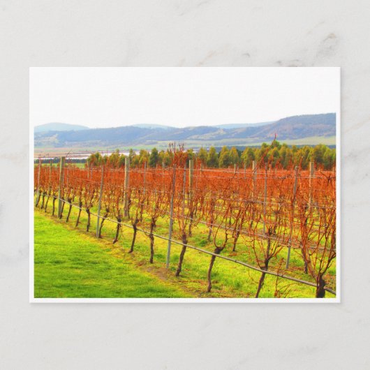 rote Reben Postkarte (Vorderseite)