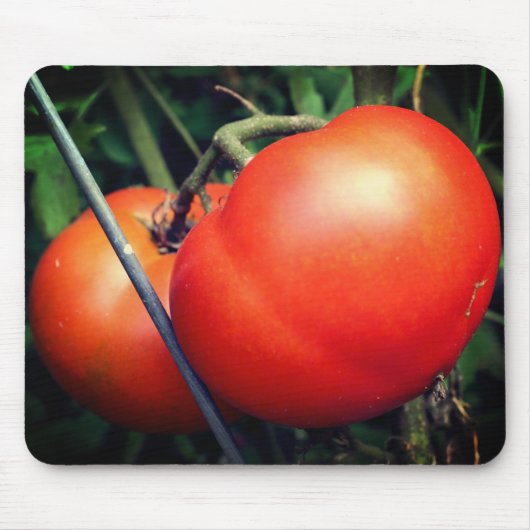 Rote, reife Tomaten auf der Weinnatur Mousepad (Vorne)
