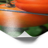 Rote Reifegartoffeln auf dem Weinberg 8x10 Fotodruck (Ecke)