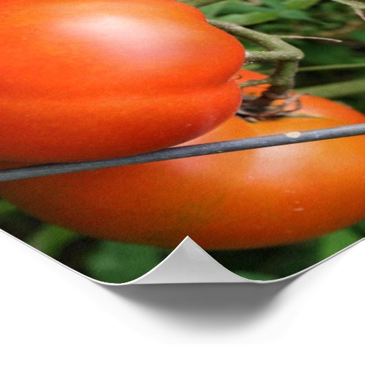 Rote Reifegartoffeln auf dem Weinberg Abstrakt Poster (Ecke)