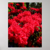 Rote Rhododendren 1 Poster (Vorne)