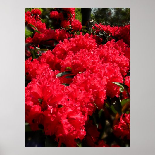 Rote Rhododendren 1 Poster (Vorne)