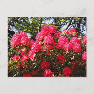 Rote Rhododendren Bute Park, Cardiff, Wales Postca Postkarte
