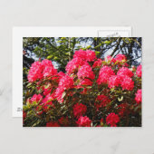 Rote Rhododendren Bute Park, Cardiff, Wales Postca Postkarte (Vorne/Hinten)