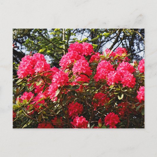 Rote Rhododendren Bute Park, Cardiff, Wales Postca Postkarte (Vorderseite)