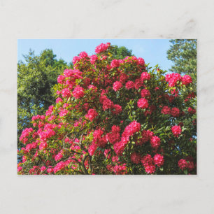 Rote Rhododendren Bute Park, Cardiff, Wales Postca Postkarte