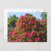Rote Rhododendren Bute Park, Cardiff, Wales Postca Postkarte (Vorne/Hinten)