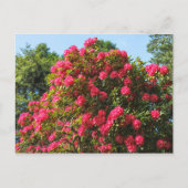 Rote Rhododendren Bute Park, Cardiff, Wales Postca Postkarte (Vorderseite)