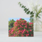 Rote Rhododendren Bute Park, Cardiff, Wales Postca Postkarte (Stehend Vorderseite)