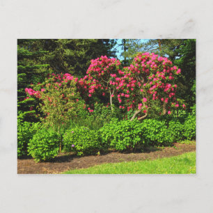 Rote Rhododendren Bute Park, Cardiff, Wales Postca Postkarte