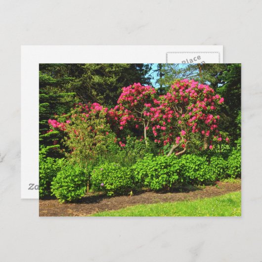 Rote Rhododendren Bute Park, Cardiff, Wales Postca Postkarte (Vorne/Hinten)