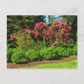 Rote Rhododendren Bute Park, Cardiff, Wales Postca Postkarte (Vorderseite)