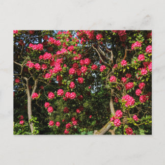 Rote Rhododendren Bute Park, Cardiff, Wales Postkarte
