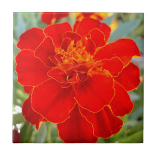 Rote Ringelblumen-Blumen-Sommer-Flora-nahes hohes Fliese