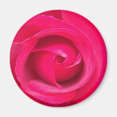 Rote Rosa Rose Magnet (Vorne)
