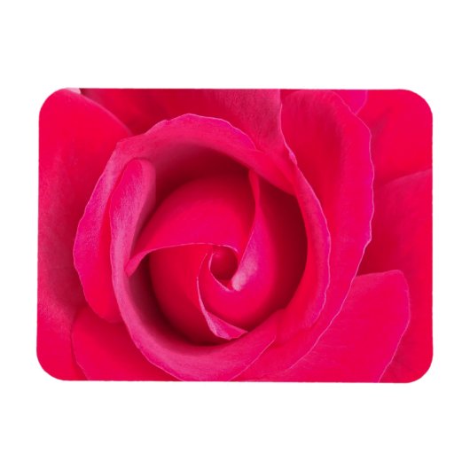 Rote Rosa Rose Magnet (Horizontal)
