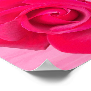 Rote Rosa Rose Poster