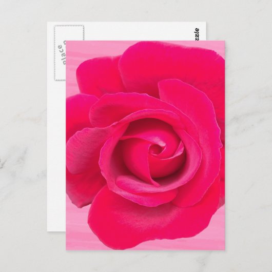 Rote Rosa Rose Postkarte (Vorne/Hinten)