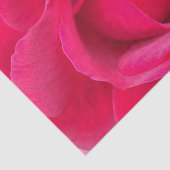 Rote Rosa Rose Seidenpapier (Ausschnitt)