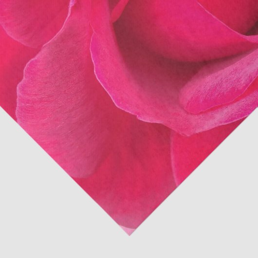 Rote Rosa Rose Seidenpapier (Ausschnitt)